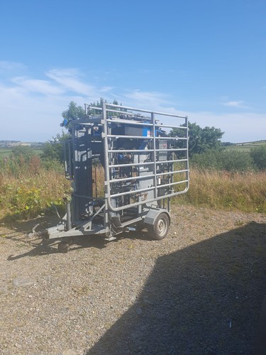Cattle foot trimming - cattle,