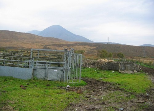Photo 6x4 cattle crush - cattle,