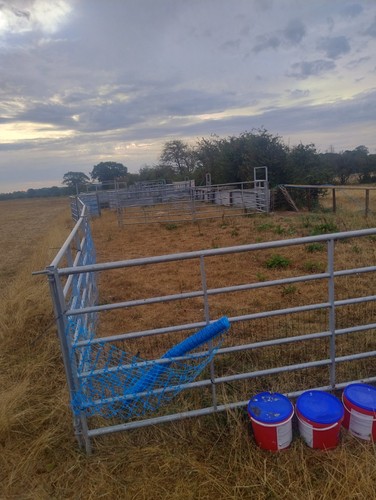 Cattle pen crush - cattle, iae