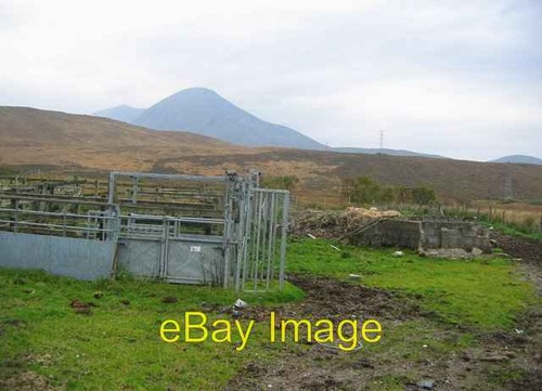 Photo 6x4 cattle - cattle, crush
