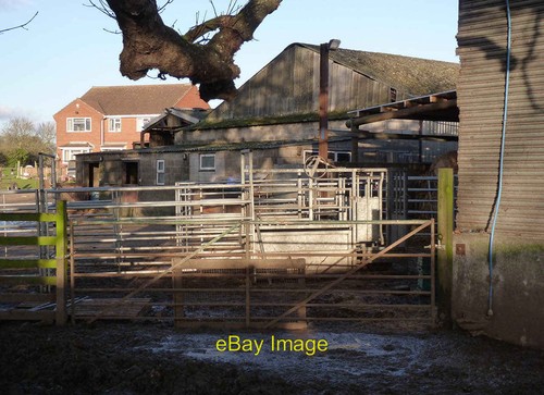 Photo 6x4 cattle - cattle, dene