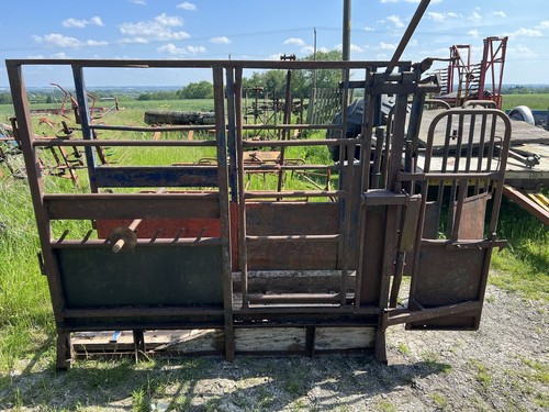 Cattle crush - cattle, crush/cattle