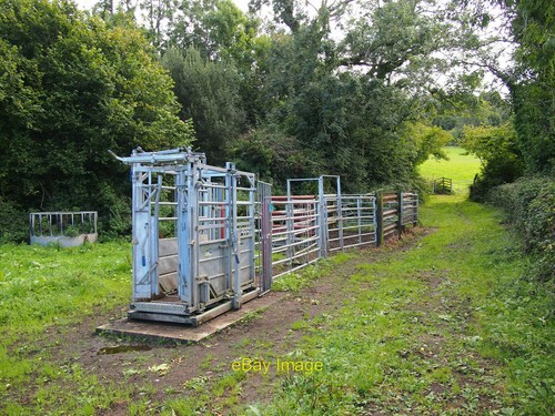 Photo 6x4 cattle crush - cattle,