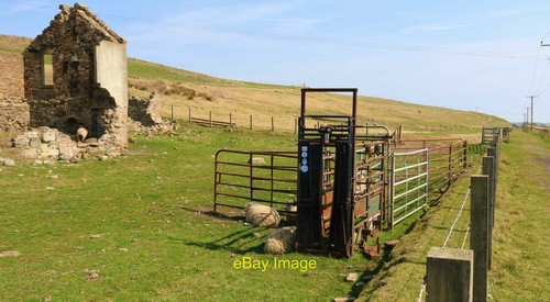 Photo 12x8 cattle - 12x8, crush