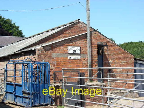 Photo 6x4 cattle - 6x4, crush