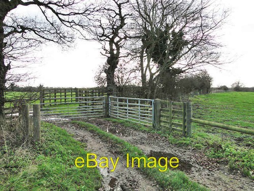 Photo 6x4 cattle - crush, beside