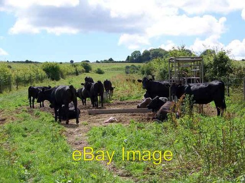 Photo 6x4 cattle near firsdown - 6x4,