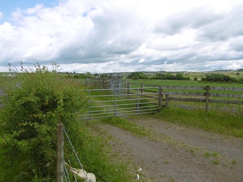 Photo 6x4 road cowslap - 6x4,